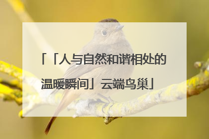 「人与自然和谐相处的温暖瞬间」云端鸟巢