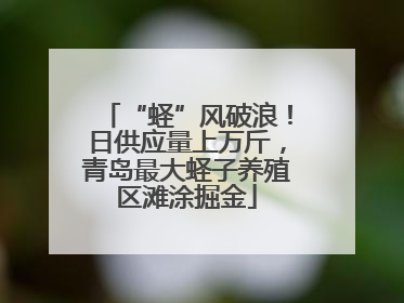 “蛏”风破浪！日供应量上万斤，青岛最大蛏子养殖区滩涂掘金