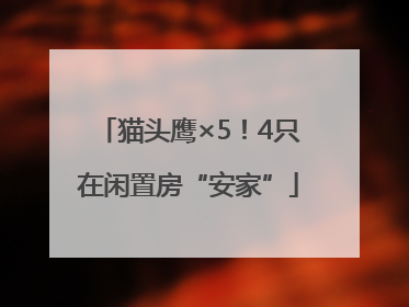 猫头鹰×5！4只在闲置房“安家”