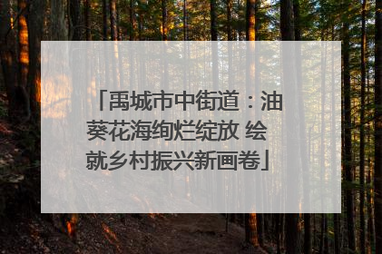 禹城市中街道：油葵花海绚烂绽放 绘就乡村振兴新画卷