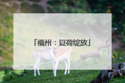 福州：夏荷绽放