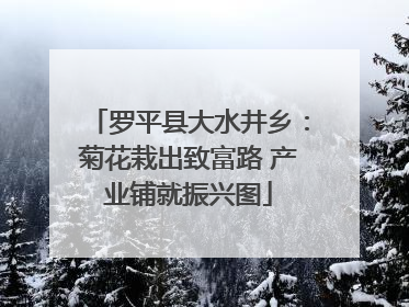 罗平县大水井乡：菊花栽出致富路 产业铺就振兴图