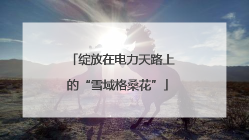 绽放在电力天路上的“雪域格桑花”