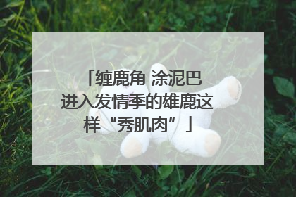 缠鹿角 涂泥巴 进入发情季的雄鹿这样“秀肌肉”