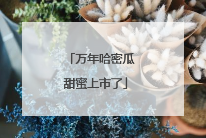 万年哈密瓜甜蜜上市了
