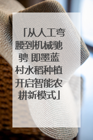 从人工弯腰到机械驰骋 即墨蓝村水稻种植开启智能农耕新模式