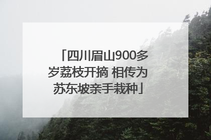 四川眉山900多岁荔枝开摘 相传为苏东坡亲手栽种