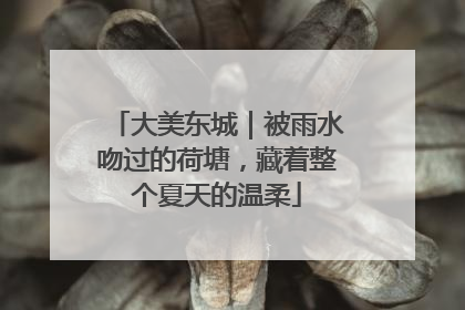 大美东城｜被雨水吻过的荷塘，藏着整个夏天的温柔