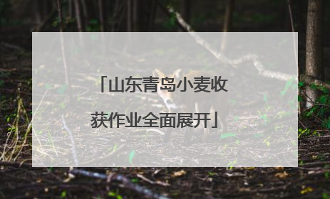 山东青岛小麦收获作业全面展开