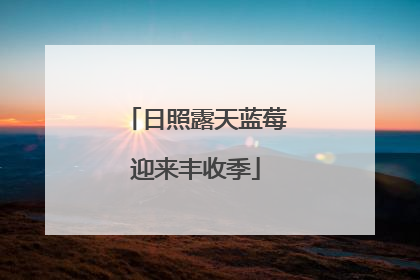 日照露天蓝莓迎来丰收季