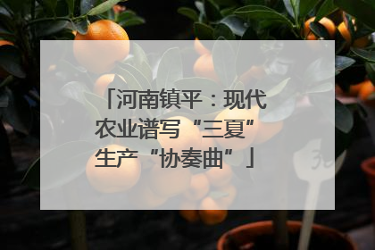河南镇平：现代农业谱写“三夏”生产“协奏曲”