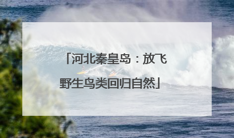 河北秦皇岛：放飞野生鸟类回归自然