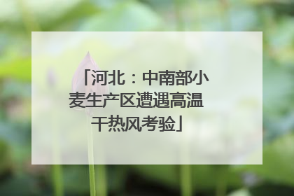 河北：中南部小麦生产区遭遇高温干热风考验