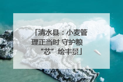 清水县：小麦管理正当时 守护粮“芯”绘丰景