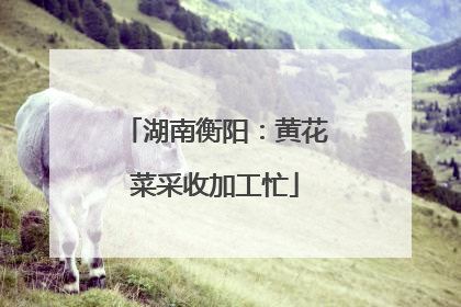 湖南衡阳：黄花菜采收加工忙