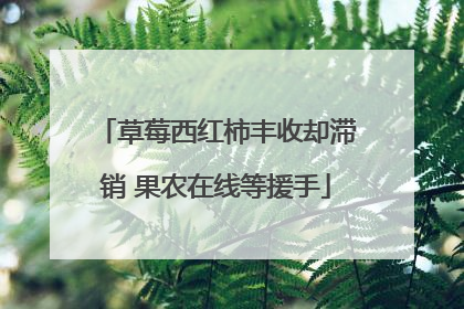 草莓西红柿丰收却滞销 果农在线等援手