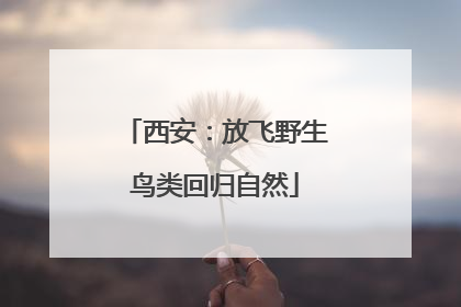 西安：放飞野生鸟类回归自然