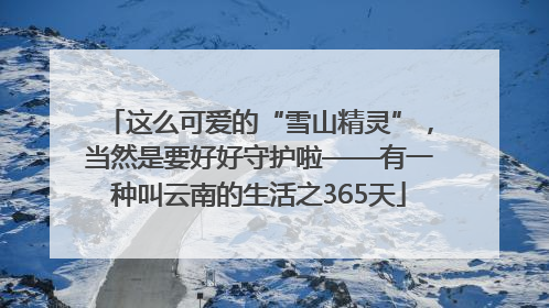 这么可爱的“雪山精灵”，当然是要好好守护啦——有一种叫云南的生活之365天
