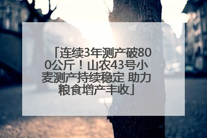 连续3年测产破800公斤！山农43号小麦测产持续稳定 助力粮食增产丰收