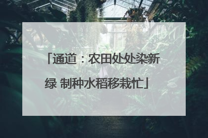 通道：农田处处染新绿 制种水稻移栽忙