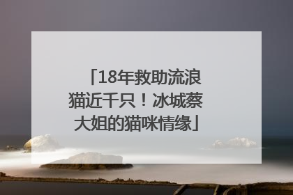 18年救助流浪猫近千只！冰城蔡大姐的猫咪情缘