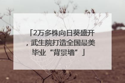2万多株向日葵盛开，武生院打造全国最美毕业“背景墙”